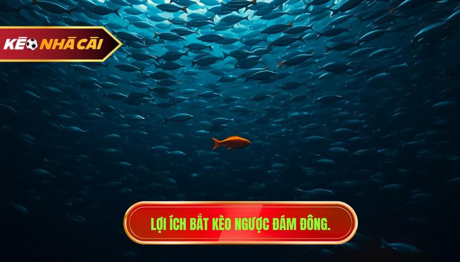 Kinh nghiệm bắt kèo ngược đám đông: Bí quyết thắng lớn từ KÈO NHÀ CÁI 2 Tại sao nên áp dụng kinh nghiệm bắt kèo ngược đám đông?